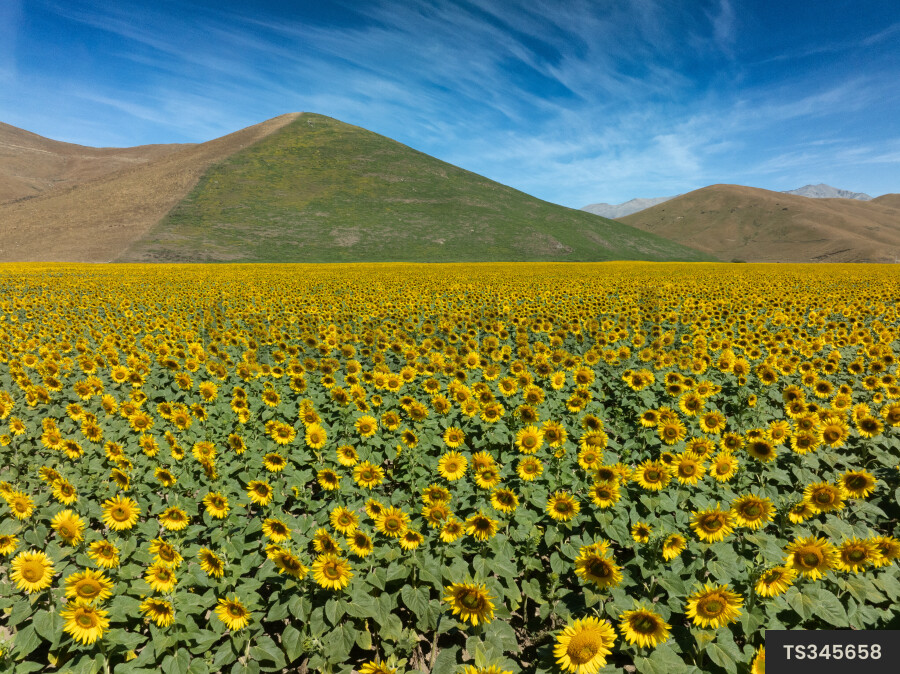 Sunflower field and hills in Fairlie, Canterbury