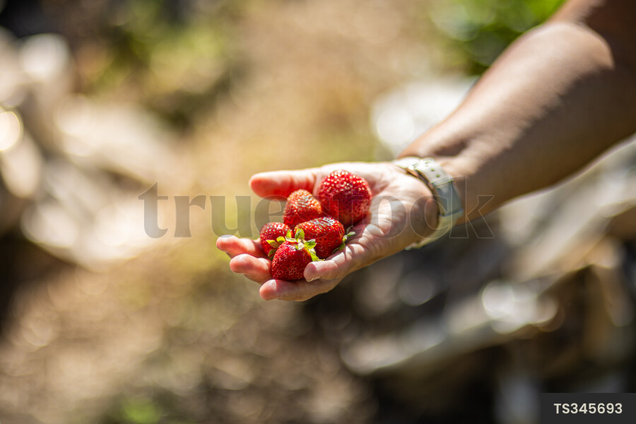 Hand of woman holding strawberries