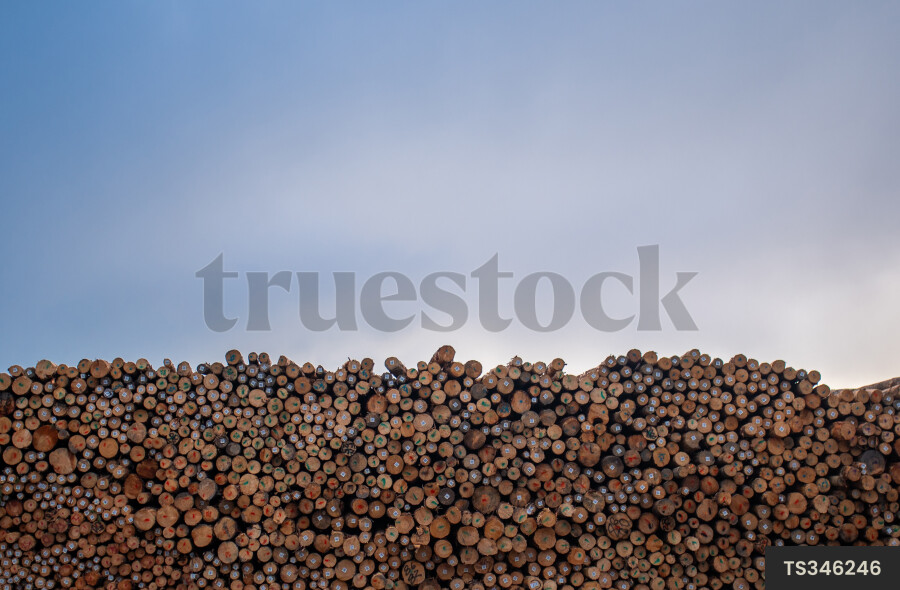 Pile of Logs at Port
