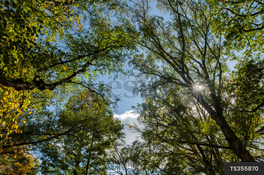 Branches of trees in Hagley Park during autumn