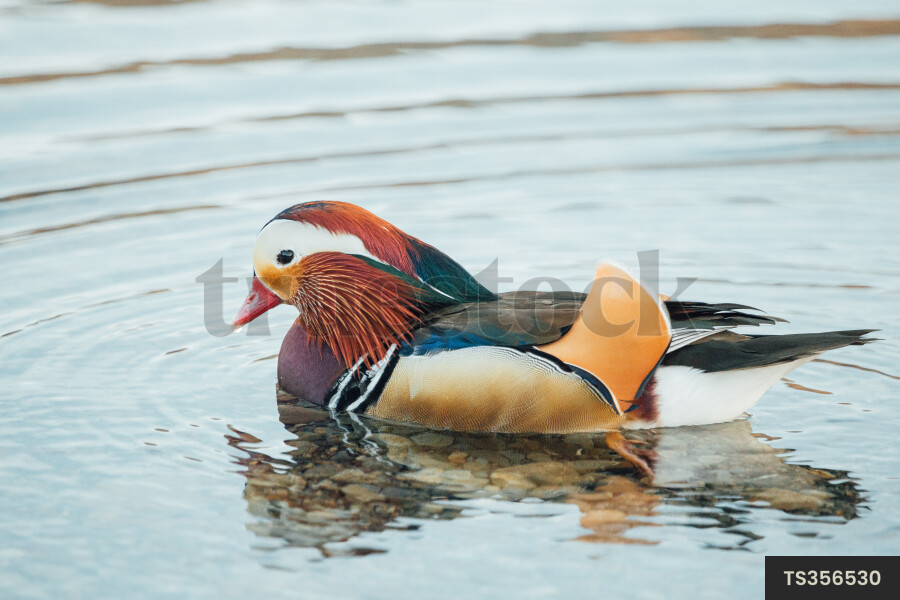 Mandarin duck swimming on Lake Rotoiti