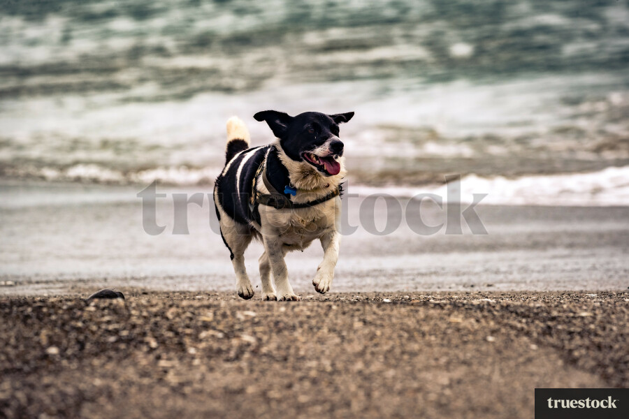 Dog running on beach