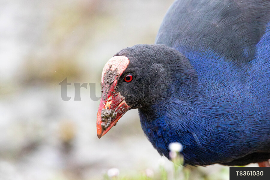 Native pukeko bird with dirt on beak in nature