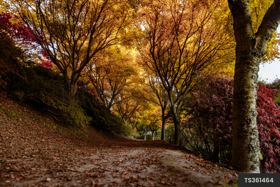 Leaves on trail under autumn trees in park