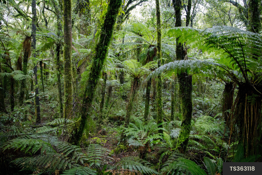 Scenic tropical rainforest landscape with ferns and trees