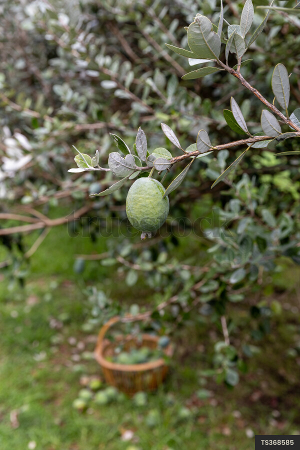 Close-up view of Feijoa fruit on tree