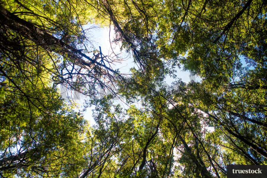 Sunrays shining through tree branches looking up  at the sky
