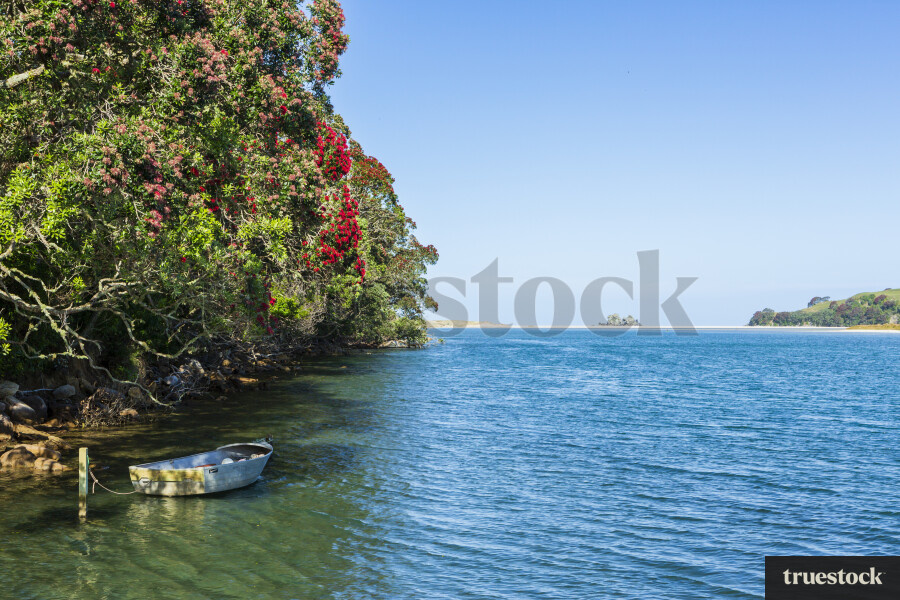 Boat Under Pohutukawa Tree