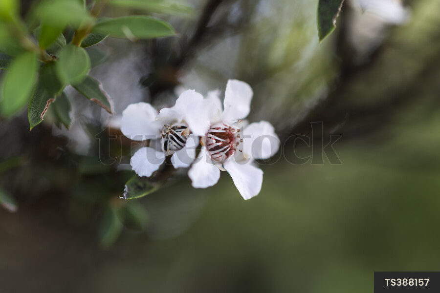 Manuka flowers on branch
