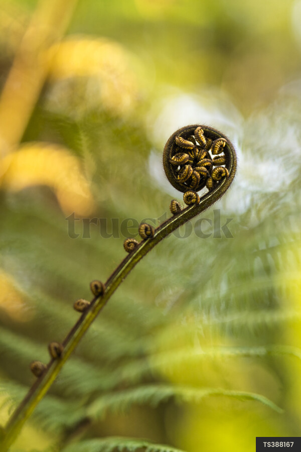 Fern frond koru