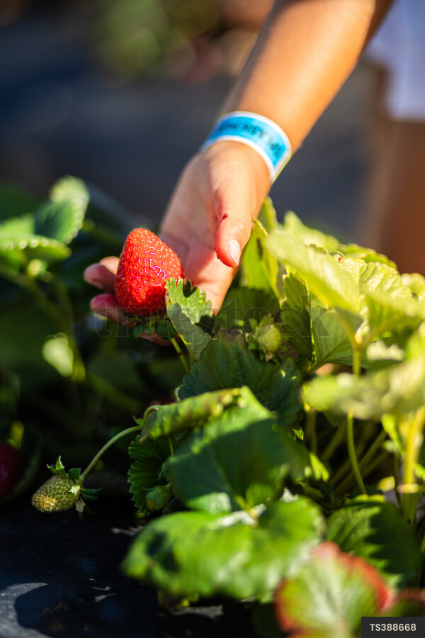 Hand of boy picking strawberries