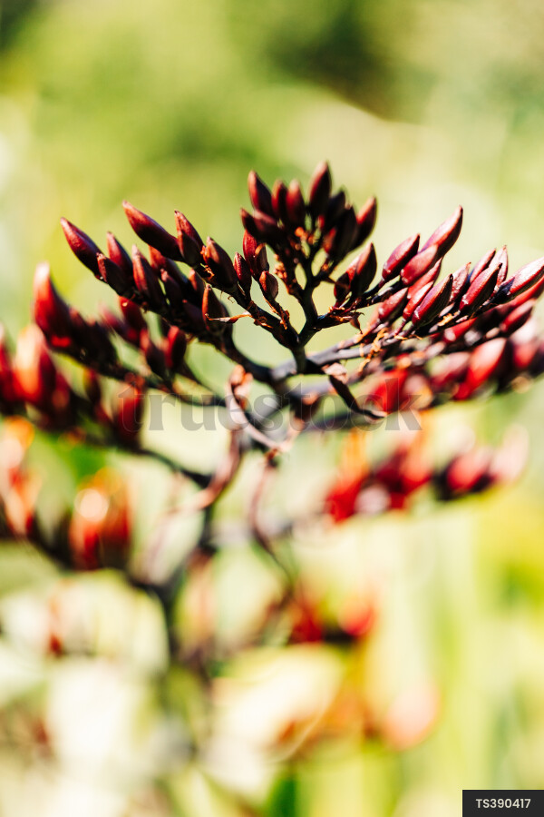Harakeke flax flowers