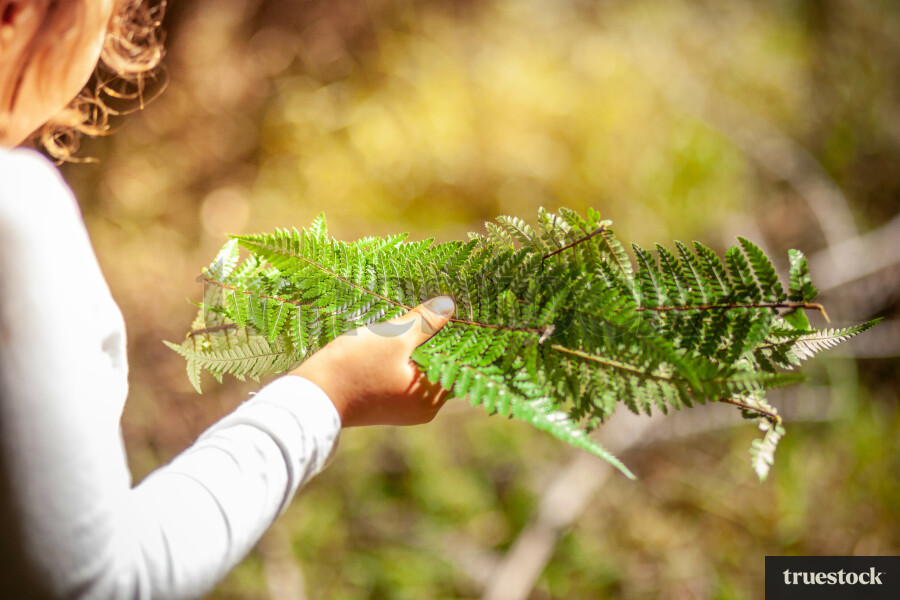 Child holding fern branches