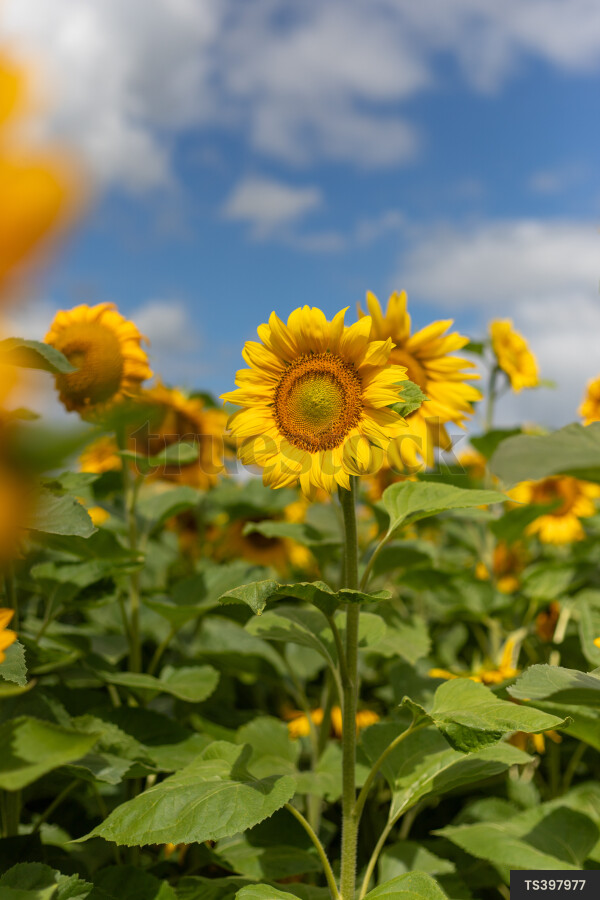 Sunflowers on farm