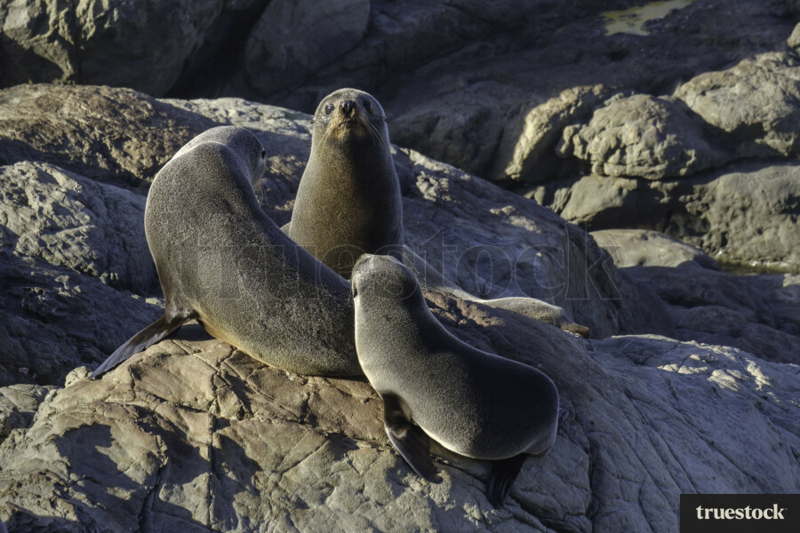 Fur Seals in Kaikoura