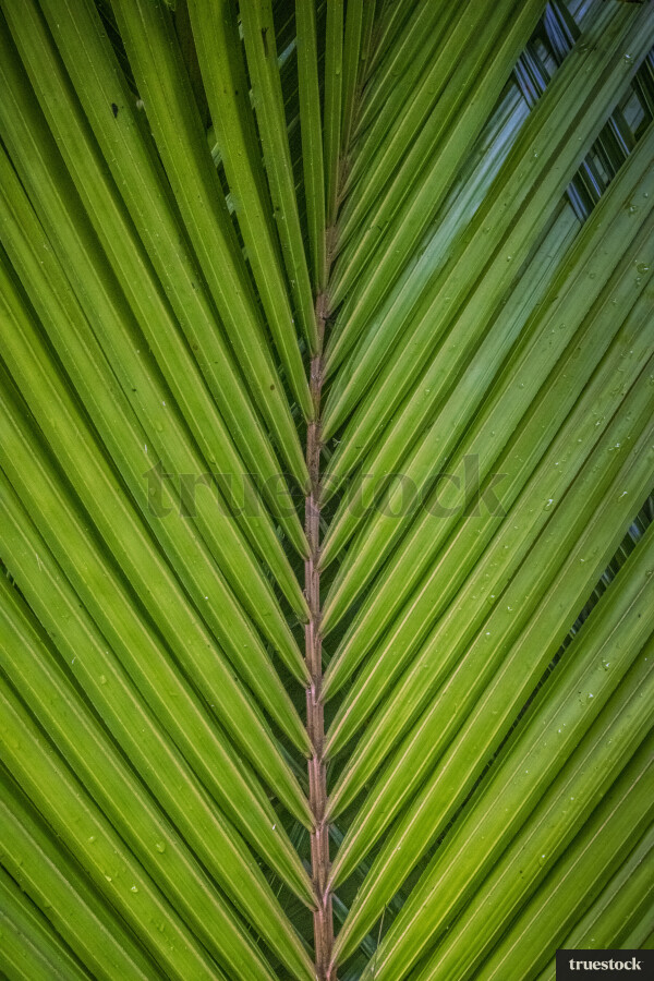 Up-close shot of Nīkau palm leaves