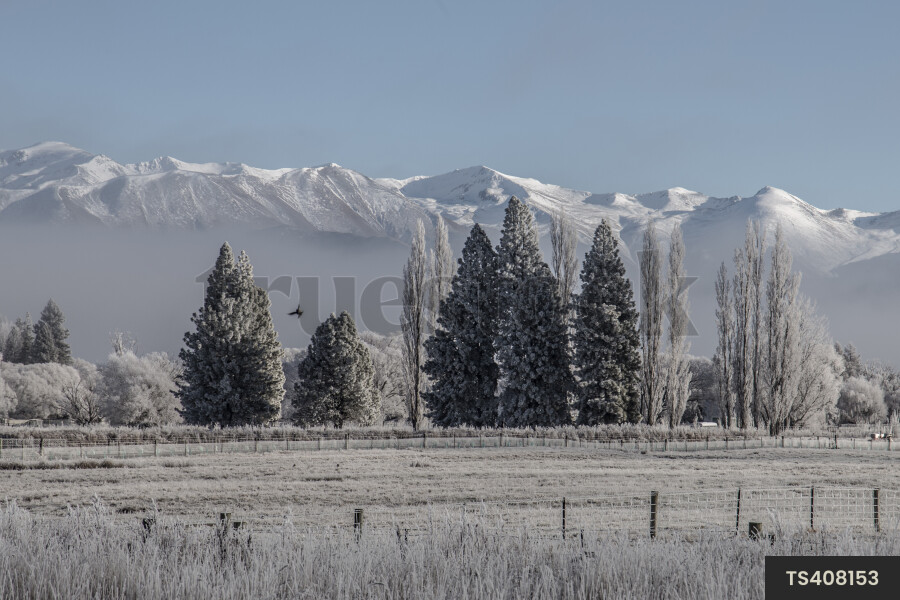 Mountain range and trees in field in Twizel