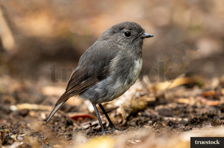 Close up of Bird