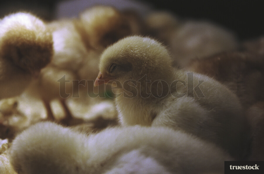 Chicks