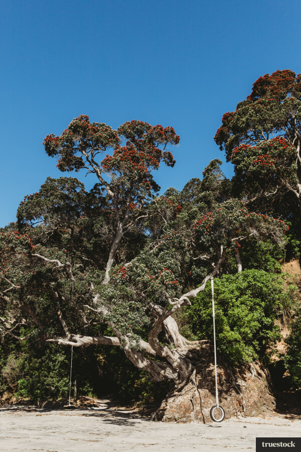 Summer Pohutakawa Tree