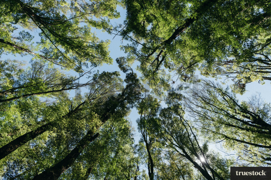 Low-angle of forest trees