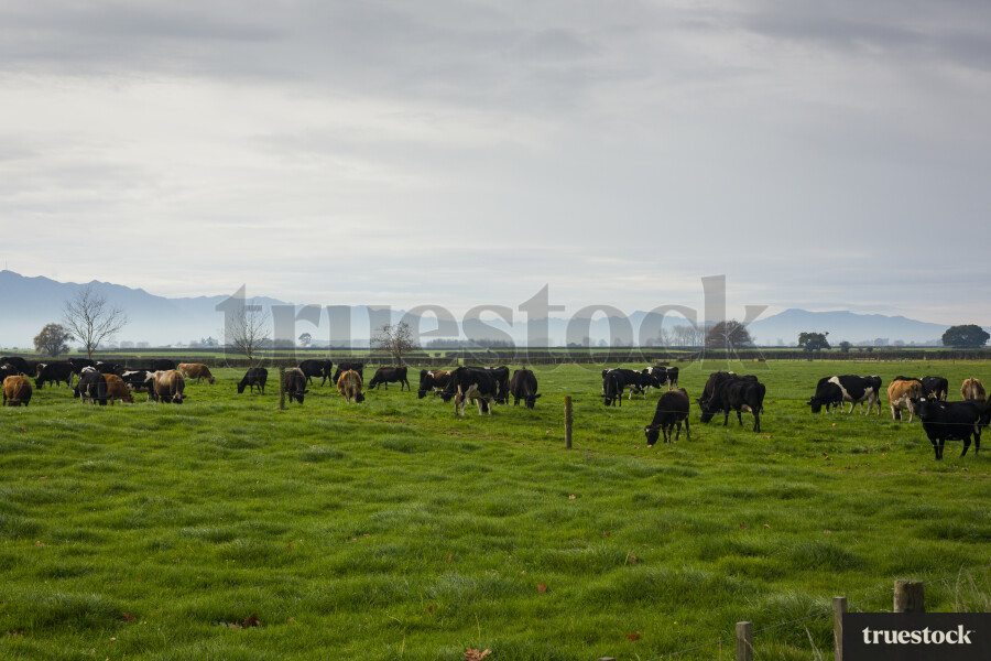 Cows in Paddock