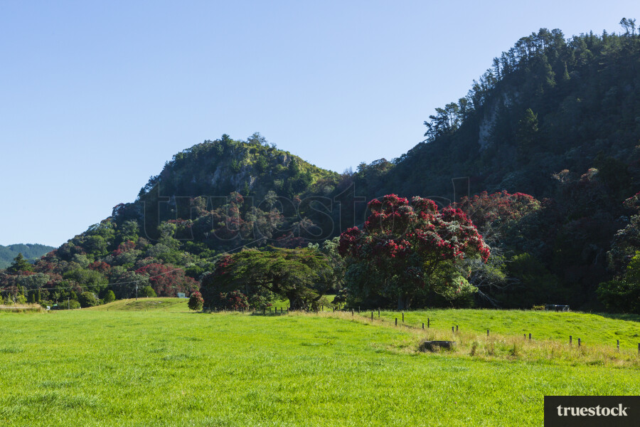 Farm Landscape in Whangamata