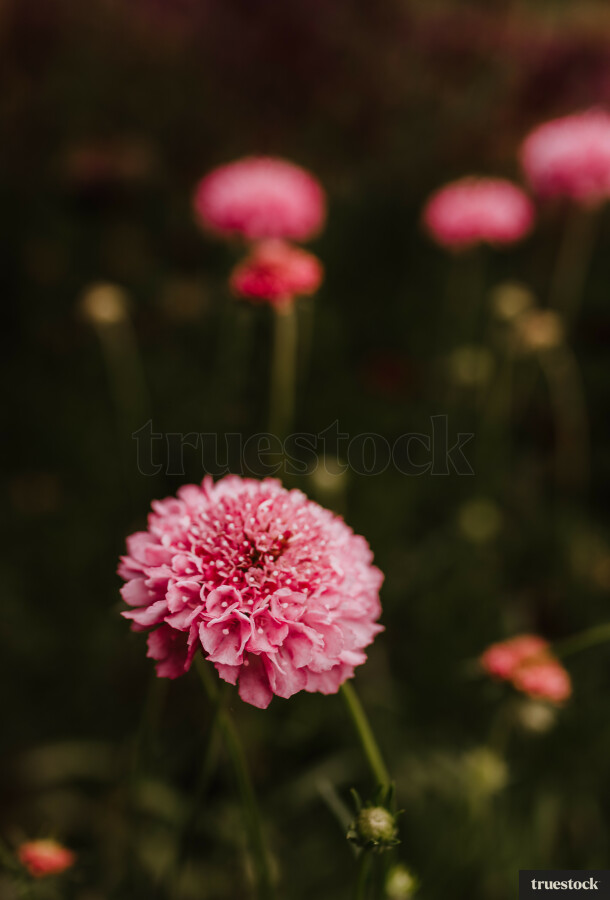 Pink Flowers