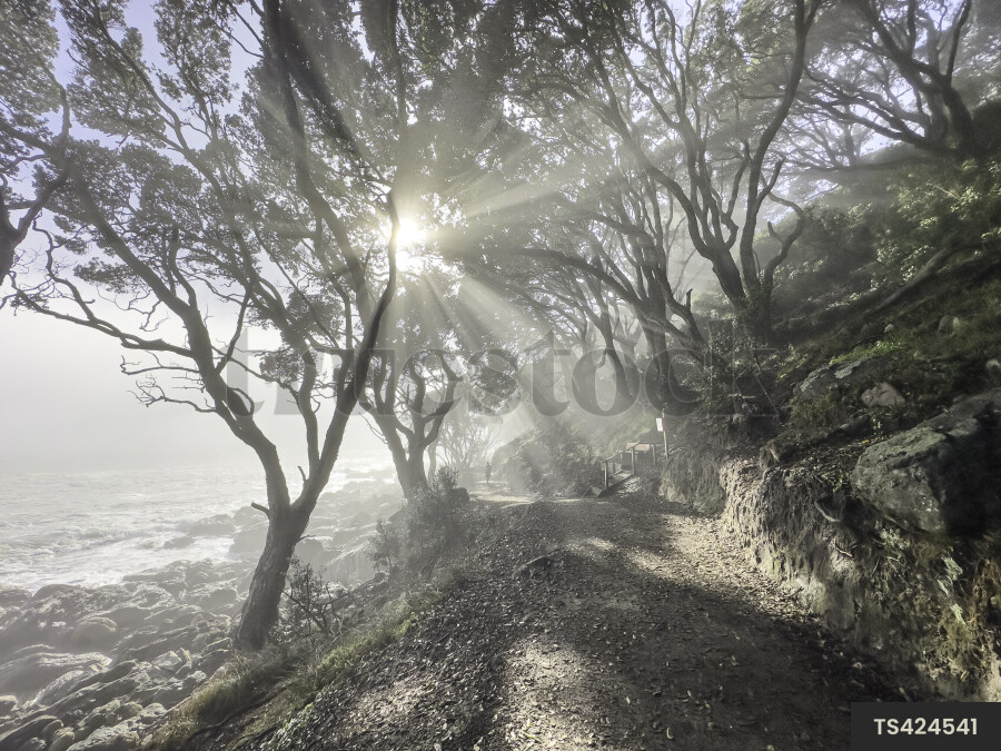 Tree By Ocean