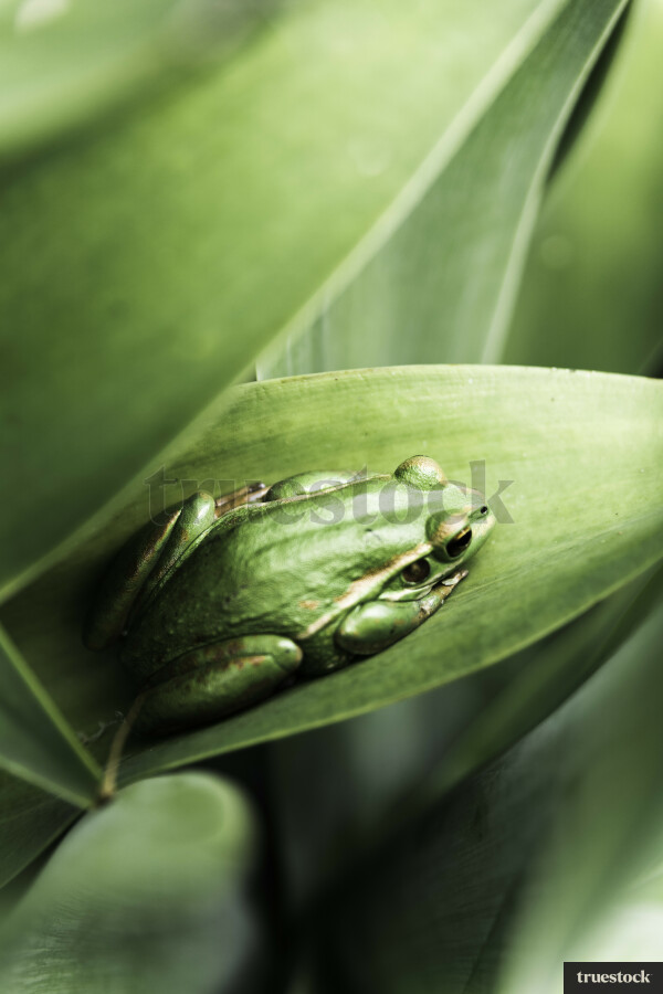 Close up of Golden Bell Frog on Plant