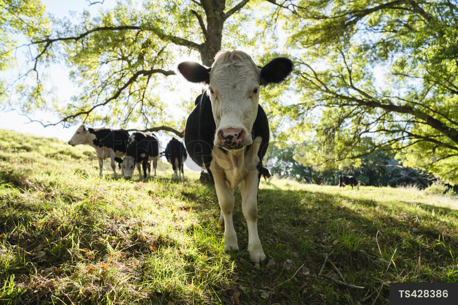 Friesian cows grazing in field