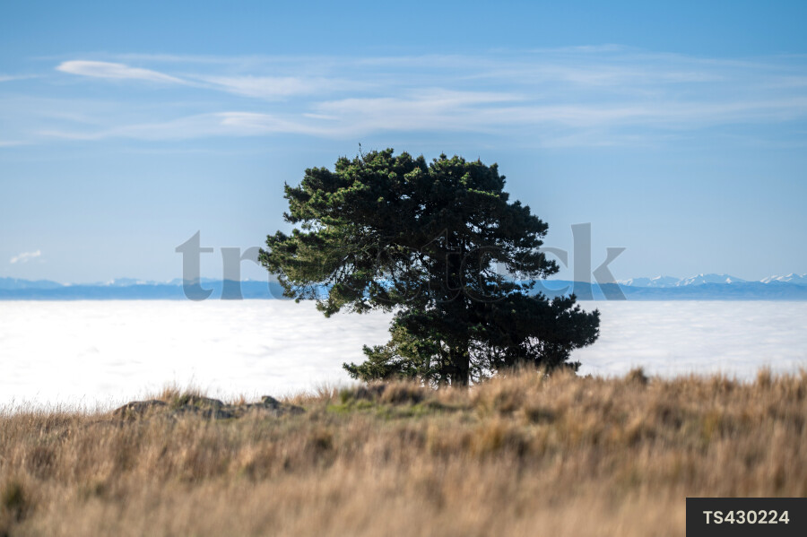 Tree on hill above fog