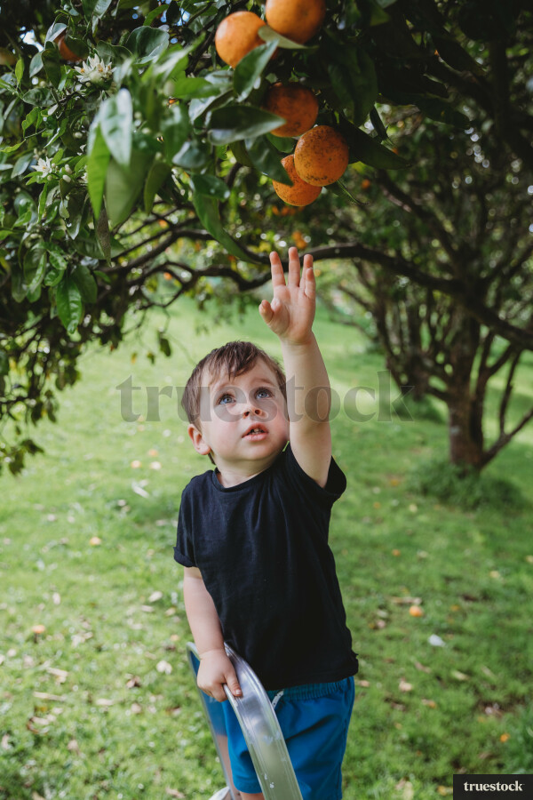 Toddler Picking Fruit from Tree