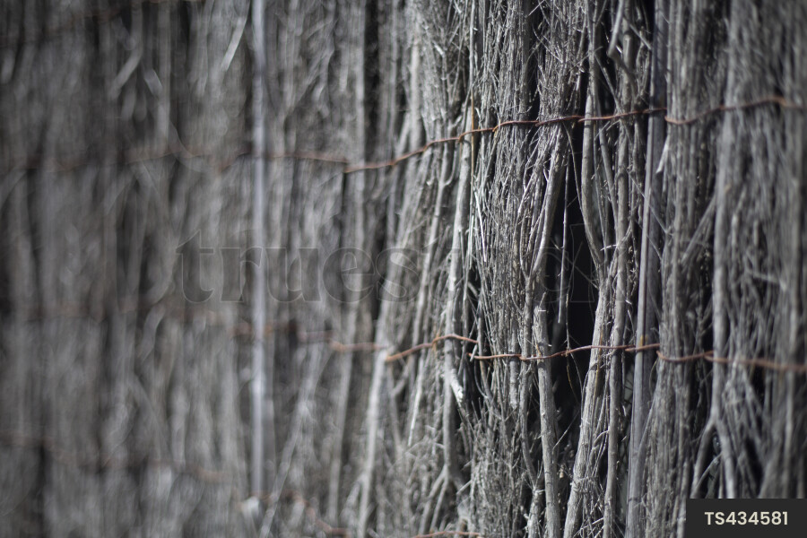 Close-up of thatched fence