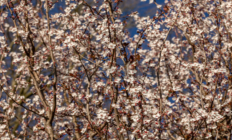 Cherry Blossom