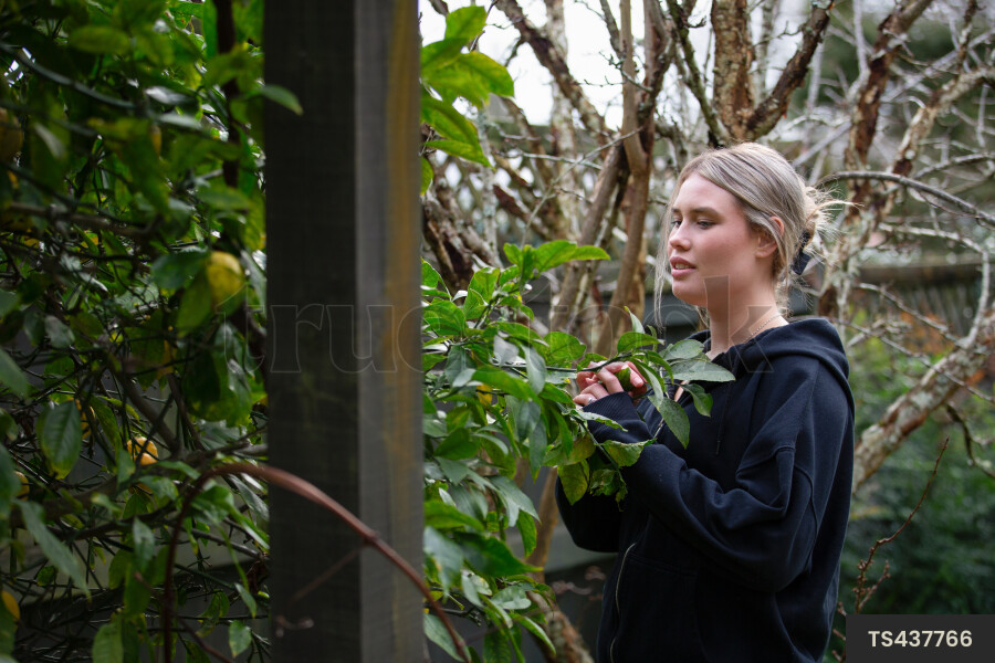 Young woman picking lemons from tree
