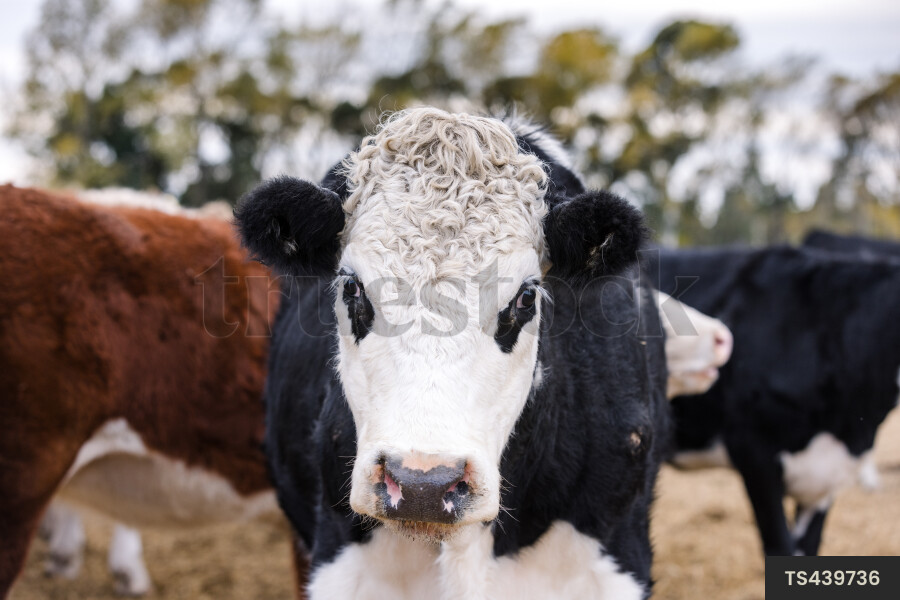 Three cows in field next to trees on farm