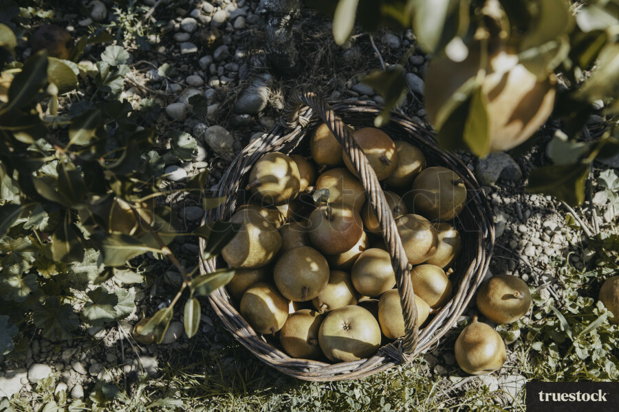 Pears in a basket