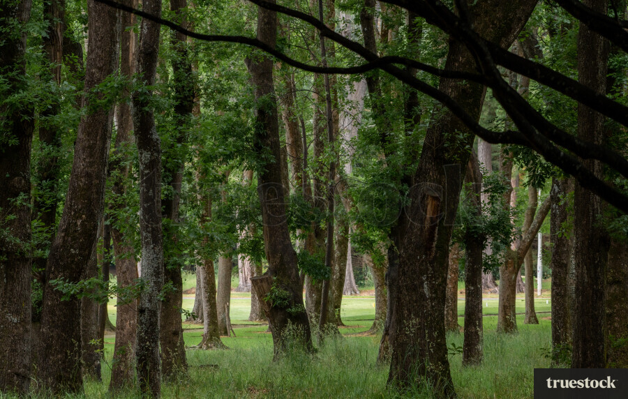 Pathway Through Trees