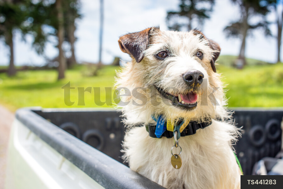 Pest Tracking Dog on Tiritiri Matangi Island