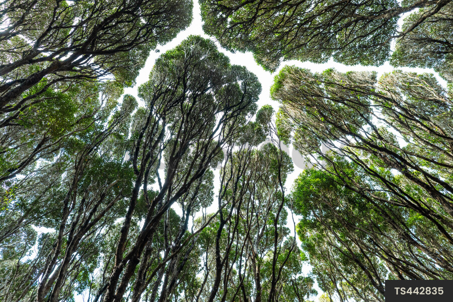 View from below of tree canopy in forest