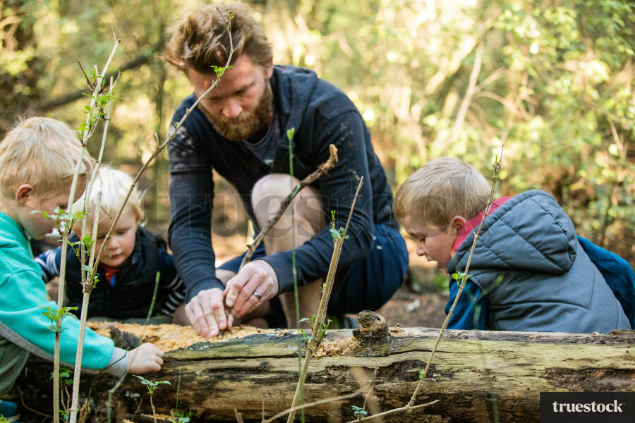 Father and sons searching for huhu grub insects