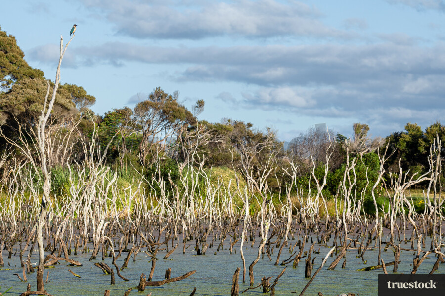 Wetlands at Kai Iwi lakes