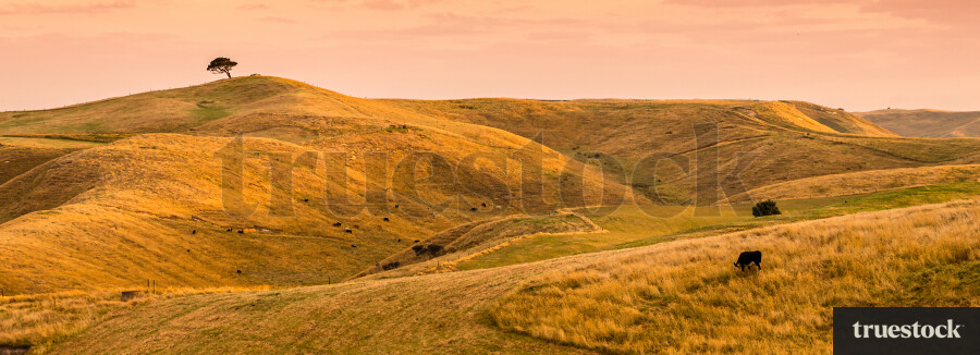 Grass hills at Kai Iwi lakes