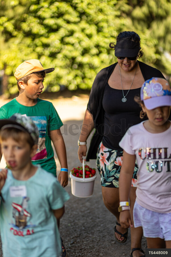 Family picking strawberries