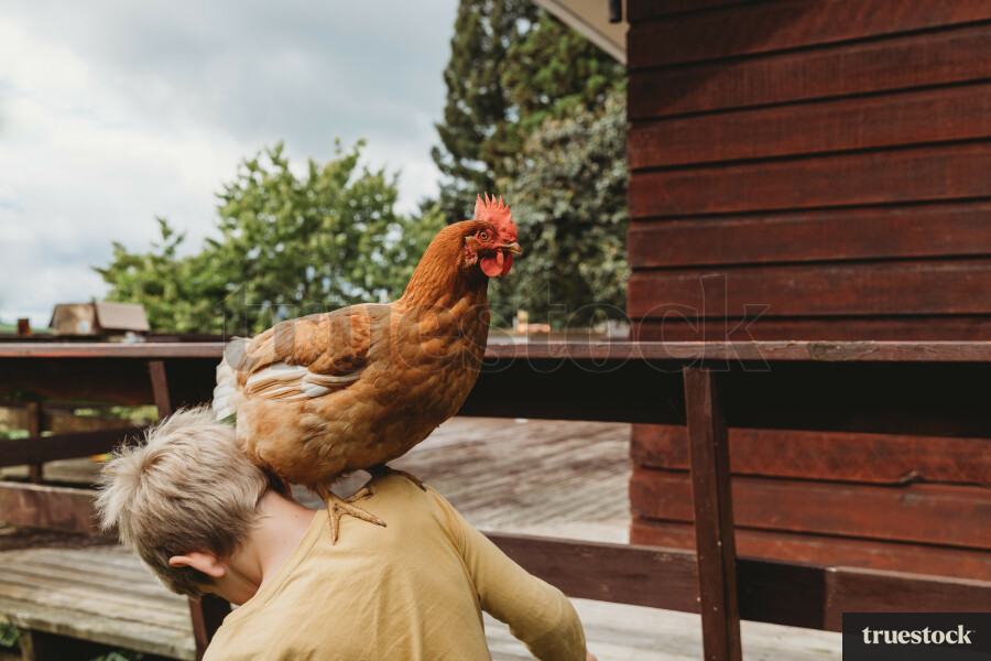 Chicken and boy