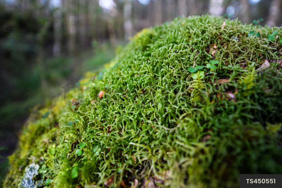 Close up of moss
