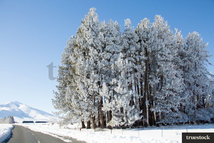 Snow covered road and trees in winter