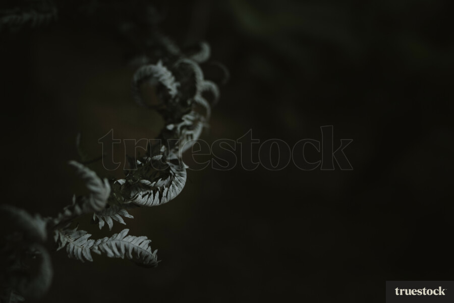 Fern