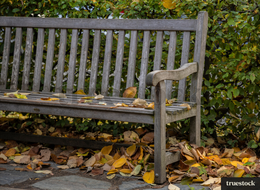 Park Bench in Arrowtown